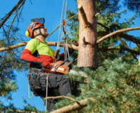 Tree-Pruning Tree-Pruning