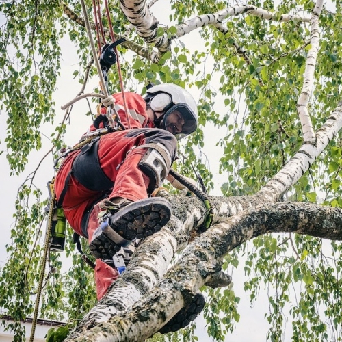 Arborist cuts branches on a tree with a chainsaw, suspended on a cable.
